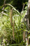 Fringed sedge